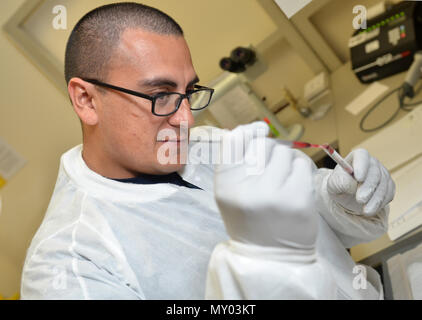 MAYPORT, Floride (nov. 10, 2016) - Maître de 1re classe Andrés Caceres transfère le sang d'un patient pour des tests à la Clinique de santé de la Direction générale de la Marine (CSNB) laboratoire de Mayport. La SVNB Mayport est l'un des hôpitaux de la Marine (NH) Jacksonville's six établissements de soins de santé situé en Floride et en Géorgie. Il offre des soins primaires pour environ 22 000 patients inscrits à la Station Navale de Mayport. (U.S. Photo par Marine Jacob Sippel, Naval Hospital Jacksonville Affaires Publiques/relâché). Banque D'Images