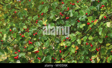 Les baies d'aubépine sur une branche sur un jour d'automne pluvieux. Belle maturité des baies d'aubépine rouge. Baies rouges de l'aubépine sur Branch. Banque D'Images