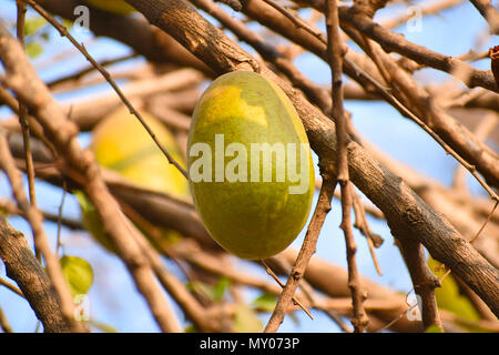 Close-up of crescentia cujete fruits, Pune Banque D'Images