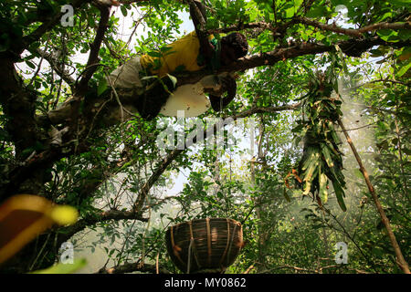 Collecte de miel traditionnel de Sundarbans. Satkhira, Bangladesh Banque D'Images