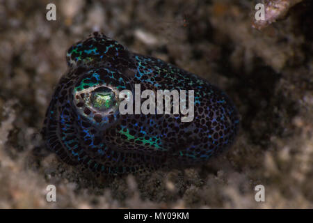 Bobtail squid Euprymna Hummingbird (berryi). Photo a été prise à Anilao, Philippines Banque D'Images