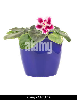 Rose Fleur de violette dans un pot bleu isolé sur fond blanc Banque D'Images