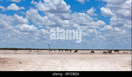 La collecte d'animaux sauvages près de l'eau dans le Parc National d'Etosha, Namibie Banque D'Images