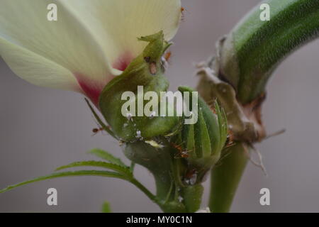 Fourmis sur Mesdames doigt et sa fleur Banque D'Images