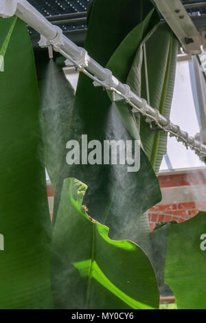 Nouveau système de brumisation dans la zone tempérée du ravin Tropical, Belfast. Le système fournit l'humidité des plantes dans l'environnement tropical. Banque D'Images