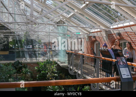 Les visiteurs dans la zone tropicale du ravin tropical dans les jardins botaniques du Nord Belfast Irealnd.l Banque D'Images