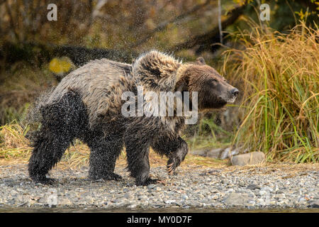 Ours grizzli (Ursus arctos)- qui se nourrit d'une, du saumon sockeye sauvage Chilcotin, en Colombie-Britannique, BC, Canada Banque D'Images