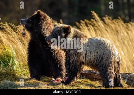 Ours grizzli (Ursus arctos)- qui se nourrit d'une, du saumon sockeye sauvage Chilcotin, en Colombie-Britannique, BC, Canada Banque D'Images