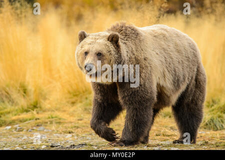 Ours grizzli (Ursus arctos) reposant dans l'herbe sur le rivage d'une rivière à saumon pendant la saison de frai Banque D'Images