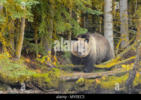 Ours grizzli (Ursus arctos)- cub Yearling debout dans la forêt. La Colombie-Britannique Chilcotin Wilderness, BC, Canada Banque D'Images