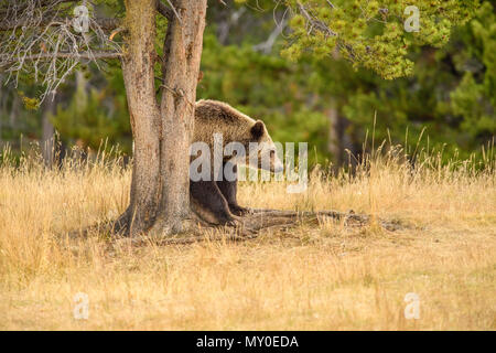 Ours grizzli (Ursus arctos)- chocs ou frottements répétés avec côtés sur un tronc d'arbre, Désert de Chilcotin, en Colombie-Britannique, BC, Canada Banque D'Images