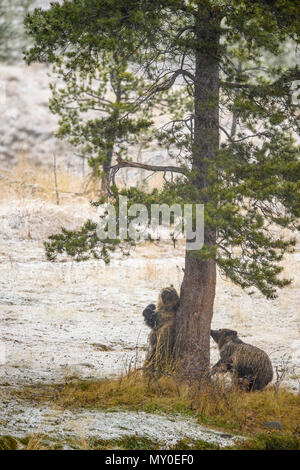 Ours grizzli (Ursus arctos)- L'éraflure en arrière et se frottant contre le tronc d'un pin, Chilcotin Wilderness, Colombie-Britannique BC, Canada Banque D'Images