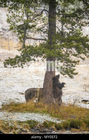 Ours grizzli (Ursus arctos)- L'éraflure en arrière et se frottant contre le tronc d'un pin, Chilcotin Wilderness, Colombie-Britannique BC, Canada Banque D'Images