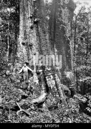 La boîte à arbre géant Morans Creek, Parc National de Lamington,. Banque D'Images