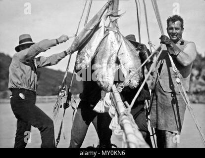 Une bonne prise de germon, Whitsunday Passage, c 1931. Lors de la ponte, les femelles produisent du germon entre 800 000 et 2,6 millions d'oeufs qui éclosent après environ un ou deux jours. Après l'éclosion des oeufs, les poissons commencent à se développer rapidement et ils restent proches de l'endroit où elles ont éclos pour la première année de leur vie. Ils commencent à migrer après leur première année. Le thon germon ont une durée de vie de 11 à 12 ans, mais ils n'atteignent la maturité sexuelle à environ cinq à six ans. Commentaires des clients [suggère ces sont géant (Caranx ignobilis).] Banque D'Images