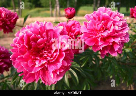 Hortensia rose magnifique dans un jardin, Close up Banque D'Images