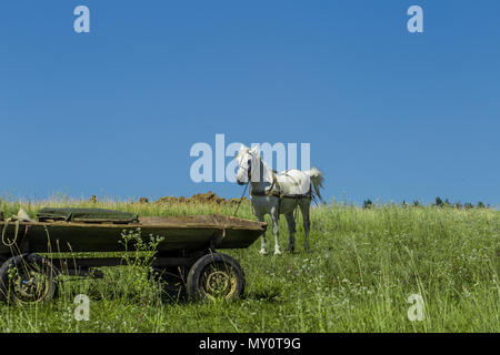 Beau cheval blanc dans un champ près du wagon Banque D'Images