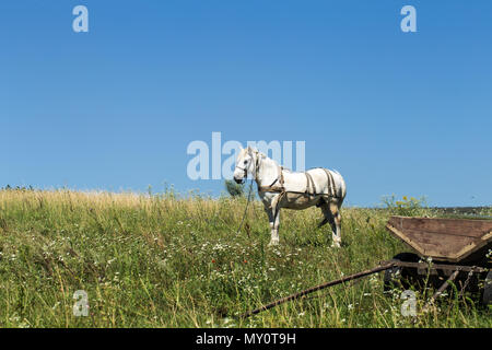 Beau cheval blanc dans un champ près du wagon Banque D'Images