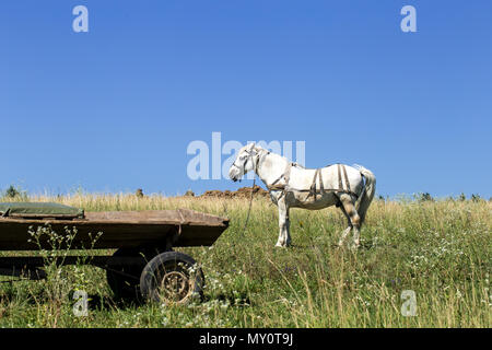 Beau cheval blanc dans un champ près du wagon Banque D'Images