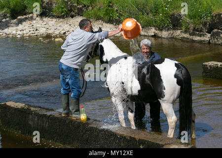 Kirkby Stephen, Cumbria, Royaume-Uni. 5 juin, 2018. Météo. Richard Huntly et membres de la communauté des gens du voyage pour la tête du cheval Appleby, les routes en Cumbria & le Yorkshire Dales fournir leur pâturage pour chevaux Cob en-route à leur rassemblement annuel. La foire aux chevaux se déroule chaque année au début de juin. Il attire environ 10 000 Tsiganes et Voyageurs et environ 30 000 autres personnes. Plutôt qu'un événement organisé avec un programme déterminé, c'est présenté comme la plus grande foire tzigane traditionnelle en Europe, l'un c'est comme une grande famille. /AlamyLiveNews MediaWorldImas Crédit : Banque D'Images