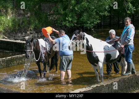 Kirkby Stephen, Cumbria, Royaume-Uni. 5 juin, 2018. Météo. Richard Huntly et membres de la communauté des gens du voyage pour la tête du cheval Appleby, les routes en Cumbria & le Yorkshire Dales fournir leur pâturage pour chevaux Cob en-route à leur rassemblement annuel. La foire aux chevaux se déroule chaque année au début de juin. Il attire environ 10 000 Tsiganes et Voyageurs et environ 30 000 autres personnes. Plutôt qu'un événement organisé avec un programme déterminé, c'est présenté comme la plus grande foire tzigane traditionnelle en Europe, l'un c'est comme une grande famille. /AlamyLiveNews MediaWorldImas Crédit : Banque D'Images