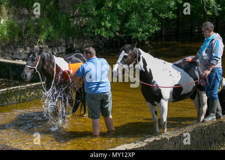 Kirkby Stephen, Cumbria, Royaume-Uni. 5 juin, 2018. Météo. Richard Huntly et membres de la communauté des gens du voyage pour la tête du cheval Appleby, les routes en Cumbria & le Yorkshire Dales fournir leur pâturage pour chevaux Cob en-route à leur rassemblement annuel. La foire aux chevaux se déroule chaque année au début de juin. Il attire environ 10 000 Tsiganes et Voyageurs et environ 30 000 autres personnes. Plutôt qu'un événement organisé avec un programme déterminé, c'est présenté comme la plus grande foire tzigane traditionnelle en Europe, l'un c'est comme une grande famille. /AlamyLiveNews MediaWorldImas Crédit : Banque D'Images