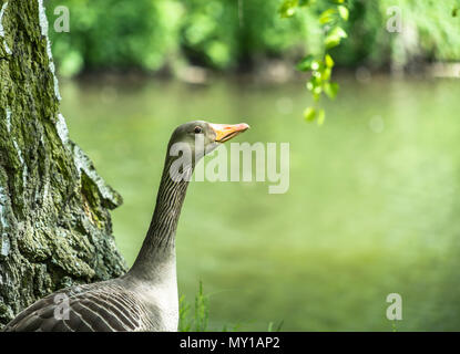 Profil d'un wild goose (Anser anser) en face d'une petite rivière avec beaucoup d'espace sur le côté droit, Allemagne Banque D'Images
