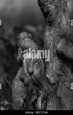 Awesom sculpture en bois noir et blanc Banque D'Images