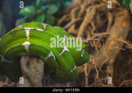 Emerald Tree Boa. Un gros plan d'un serpent vert appelé 'Emerald Tree Boa' recroquevillée sur une branche d'arbre. Selective focus Banque D'Images