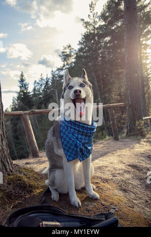 Race de chien husky de Sibérie walking in autumn forest Banque D'Images