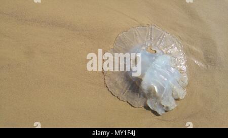 Image concept saison méduses. Méduse Rhopilema nomadica à la mer Méditerranée. Il a vermicular avec filaments de cellules urticantes venimeuses. Banque D'Images