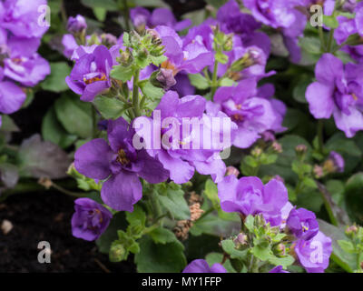 Close up d'un groupe de fleurs de Bacopa scopia Bleu Indigo Banque D'Images