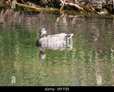 2018 Mareca Strepera Canard chipeau Banque D'Images