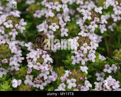 Un gros plan d'abeilles à miel se nourrissant de fleurs de thym Banque D'Images