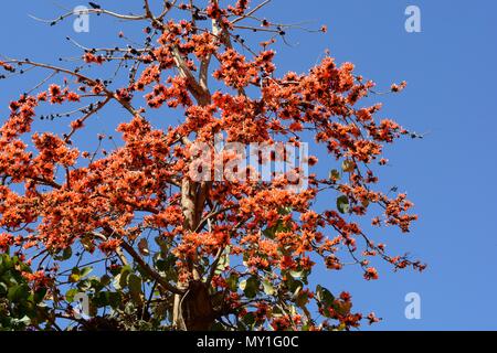 Indian Flame Tree Delonix regia Gulmohar fleurs arbres contre un ciel bleu Rajasthan Inde Banque D'Images