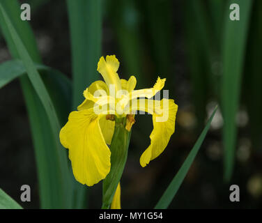 Gros plan d'une seule fleur de l'Iris pseudacorus iris jaune Banque D'Images