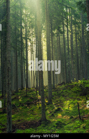 Couper les rayons du soleil à travers les arbres dans les bois. Banque D'Images