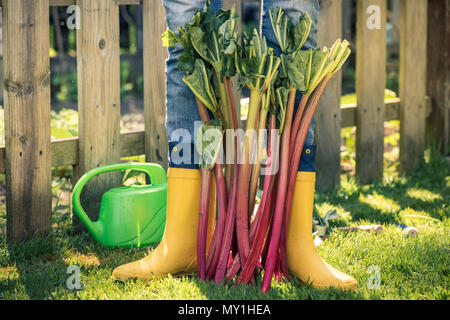 Porter des bottes jaunes jardinier tenant la rhubarbe. Banque D'Images