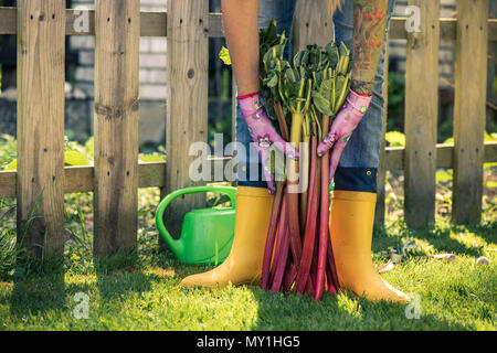 Chauffeur particulier en jaune ruber wellies holding la rhubarbe. Banque D'Images