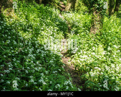 Un chemin étroit à travers l'ail sauvage ou ramsons en fleur dans un bois Wiltshire. Banque D'Images