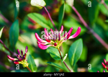Lonicera rose fleur qui s'épanouit dans le jardin, la saison du printemps. Banque D'Images