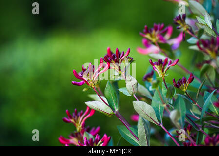 Lonicera rose fleur qui s'épanouit dans le jardin, la saison du printemps. Banque D'Images