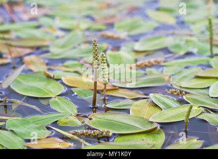 Fleurs et feuilles flottantes de potamot à larges feuilles, également connu sous le nom de potamot à feuilles flottantes Banque D'Images
