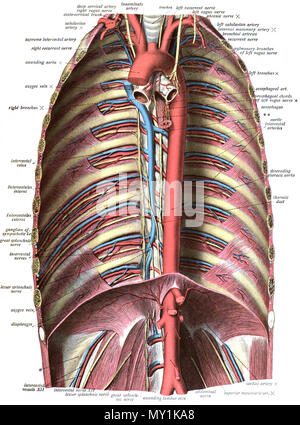 . Anglais : Une illustration anatomique de l'édition 1908 de l'Atlas Sobotta d'anatomie humaine . 22 octobre 2013, 00:36:30. M. Simoneau 494 Sobo 1909538 Banque D'Images