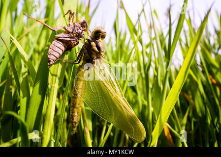 Les Black-tailed Skimmer (Orthetrum cancellatum) Banque D'Images