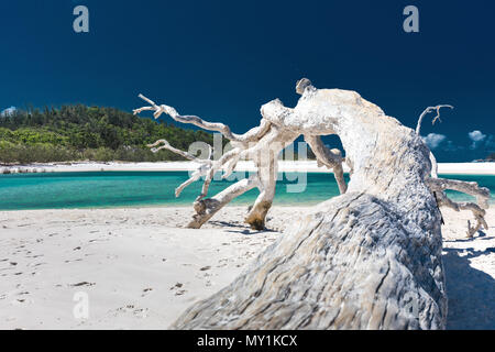 Bois flotté Blanc arbre sur Whitehaven Beach magnifique avec du sable blanc dans les Whitsunday Islands, Queensland, Australie Banque D'Images