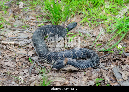 La PHASE NOIRE Crotale des bois (Crotalus horridus), Centre Comté, PA Banque D'Images