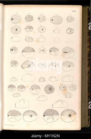 . Deutsch : Tafel . 28 septembre 2014, 12:36:46. Goldfuß, Georg August 512 043 Tafel Banque D'Images