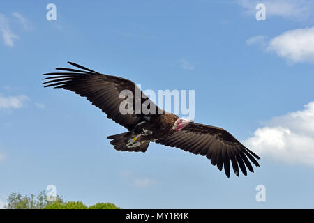 Une Hooded Vulture (Necrosyrtes monachus) en vol au Hawk Conservancy Trust dans le sud de l'Angleterre Banque D'Images