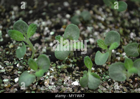 Salvia viridis semis dans une graine. Banque D'Images